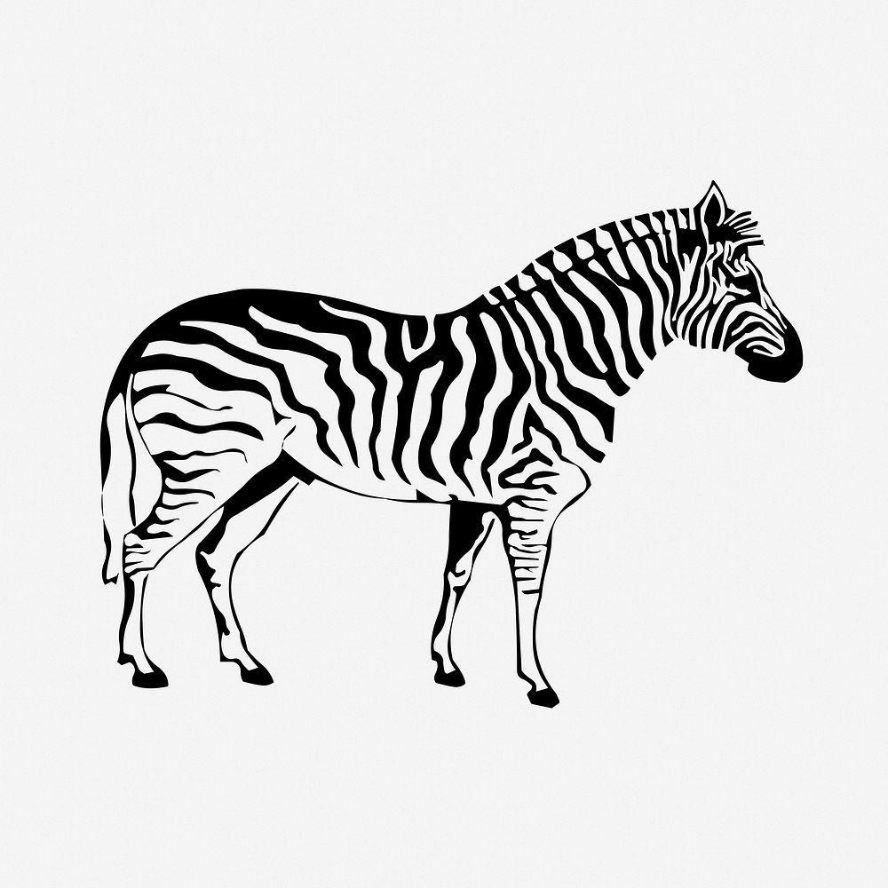 Zebra drawing, animal vintage illustration. Free public domain CC0 image.