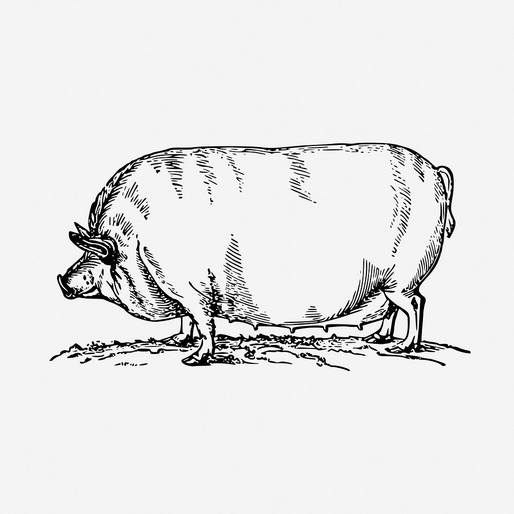 Pig drawing, livestock animal, vintage illustration. Free public domain CC0 image.