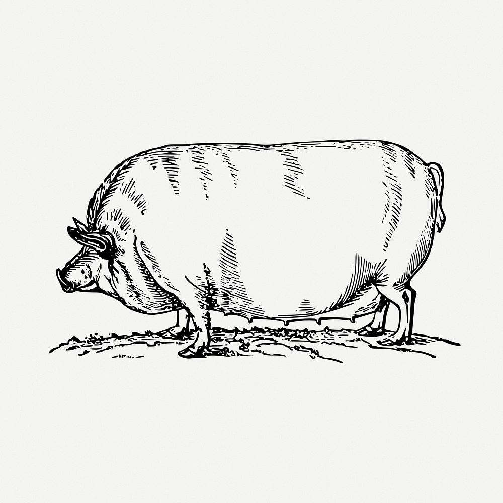 Pig drawing, farm animal, vintage illustration psd. Free public domain CC0 image.