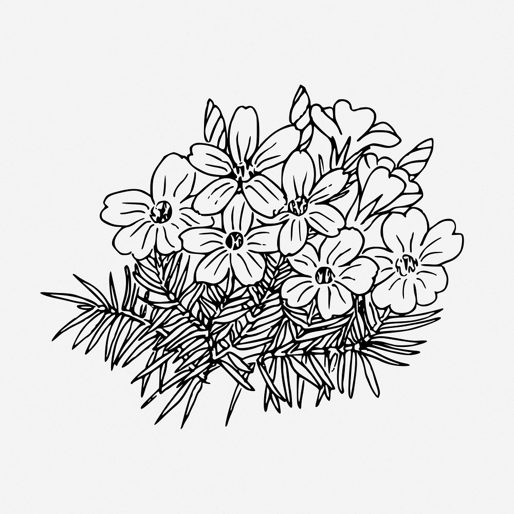 Flower bouquet drawing, tufted phlox vintage illustration. Free public domain CC0 image.
