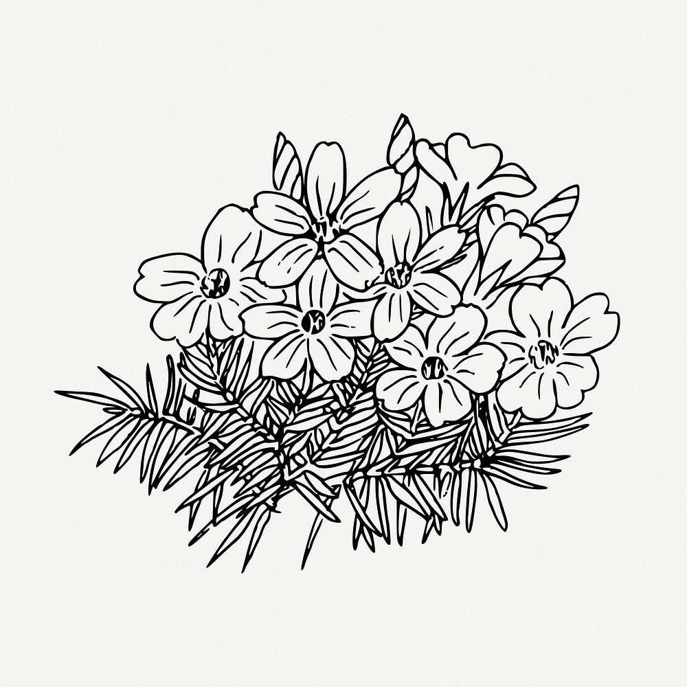 Flower bouquet drawing, tufted phlox vintage illustration psd. Free public domain CC0 image.