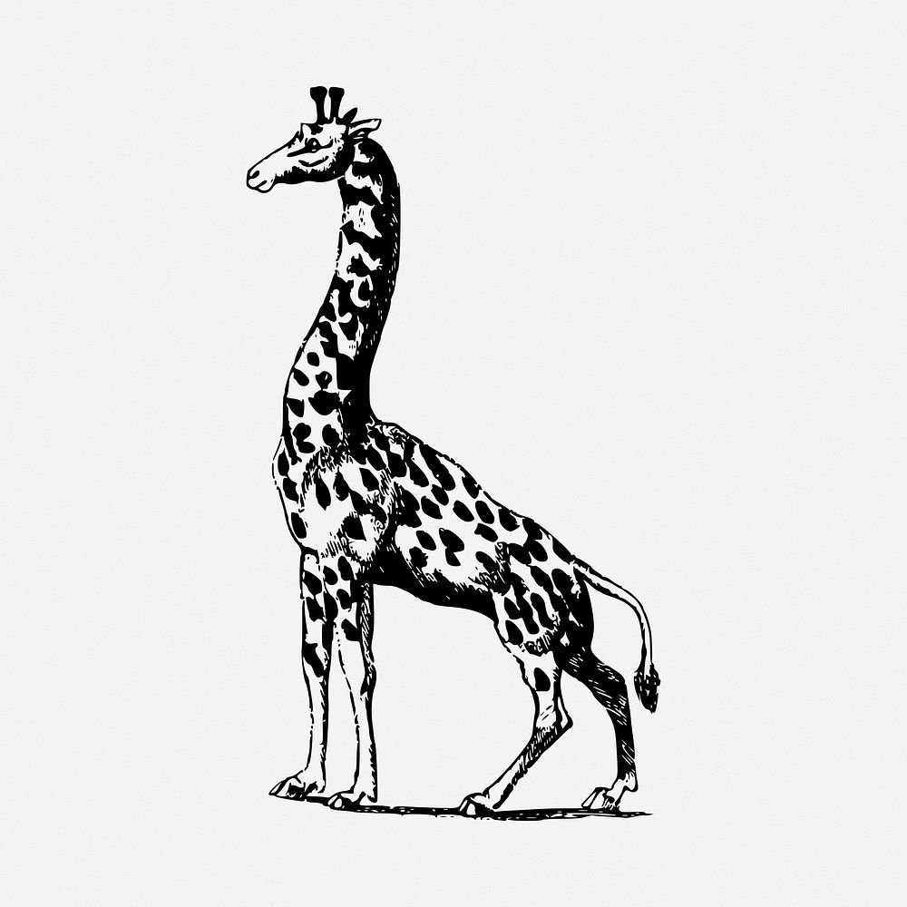 Giraffe drawing, wildlife vintage illustration. Free public domain CC0 image.