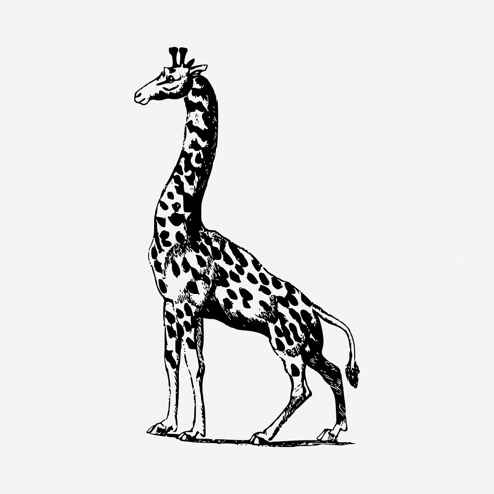Giraffe drawing, wild animal, vintage illustration psd. Free public domain CC0 image.