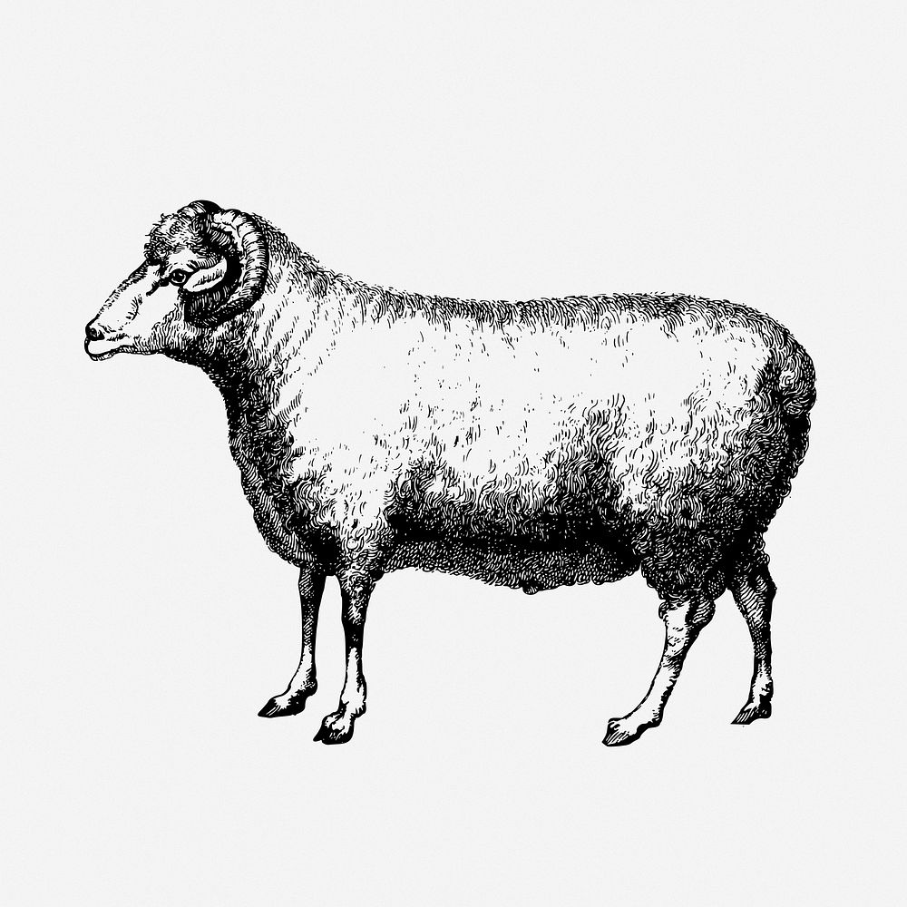 Merino, ram, sheep drawing, farm animal, vintage illustration. Free public domain CC0 image.