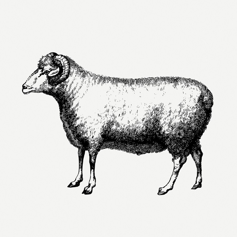 Merino, ram, sheep drawing, animal vintage illustration psd. Free public domain CC0 image.