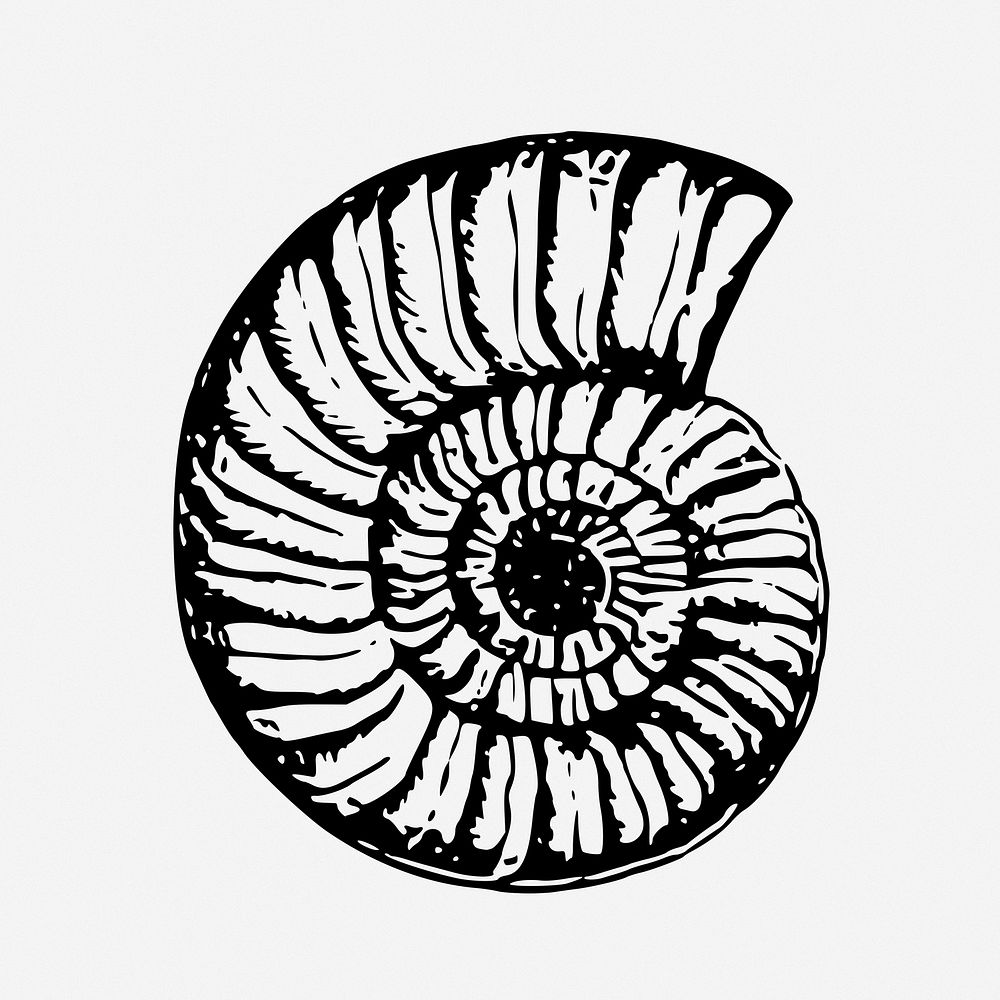 Sea shell drawing, vintage illustration. Free public domain CC0 image.