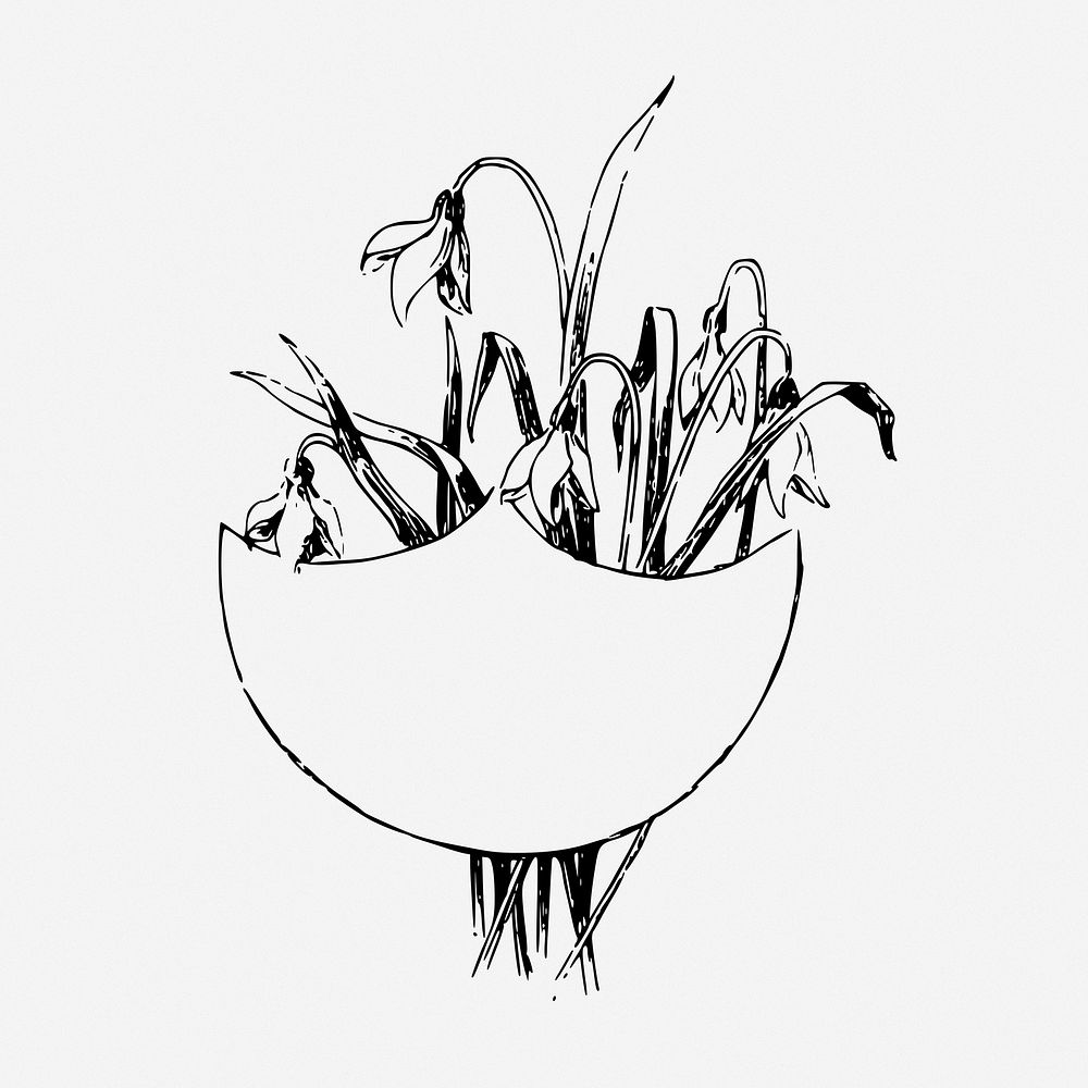 Snowdrop flower frame drawing, vintage illustration. Free public domain CC0 image.