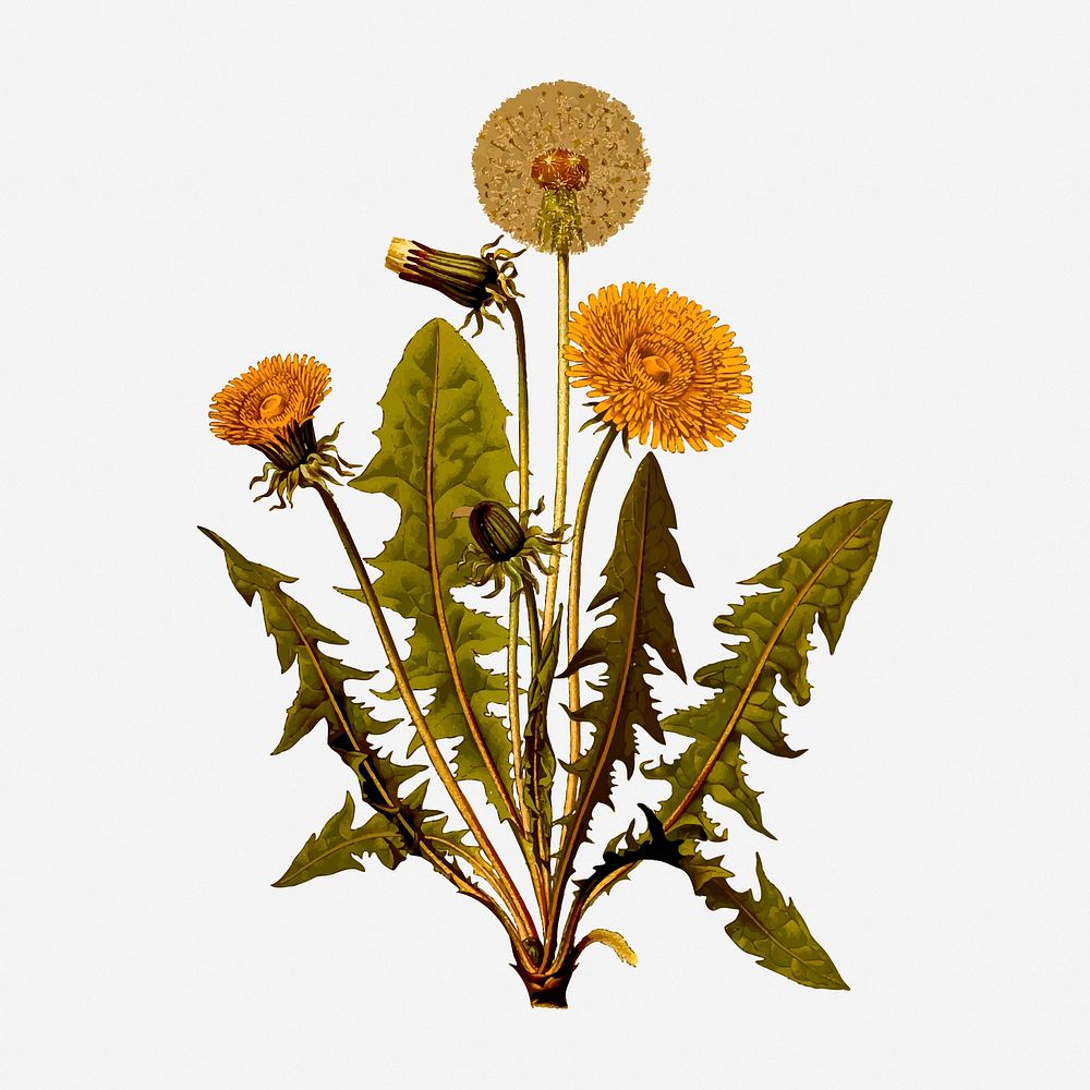 Dandelion collage element, vintage botanical illustration. Free public domain CC0 image.