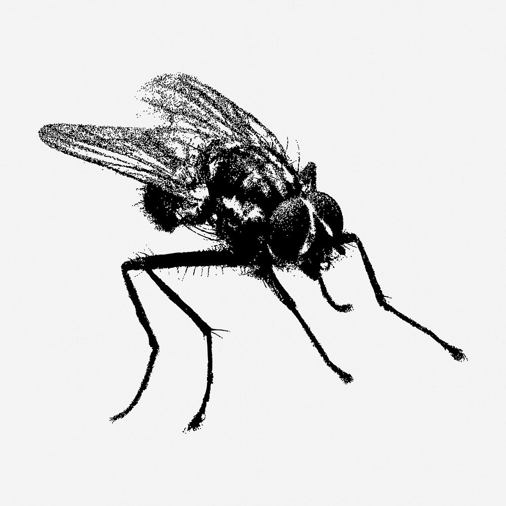 Fly insect drawing, vintage animal illustration. Free public domain CC0 image.