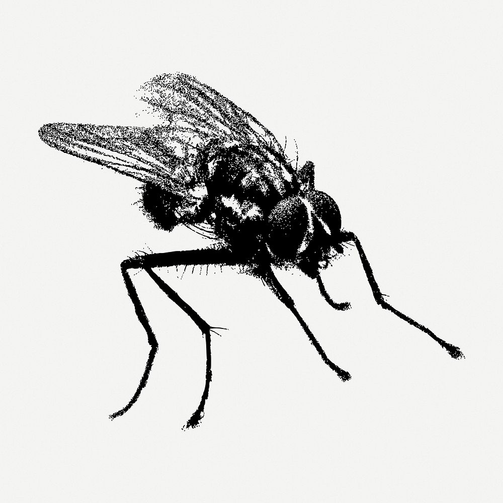 Fly insect drawing, animal vintage illustration psd. Free public domain CC0 image.