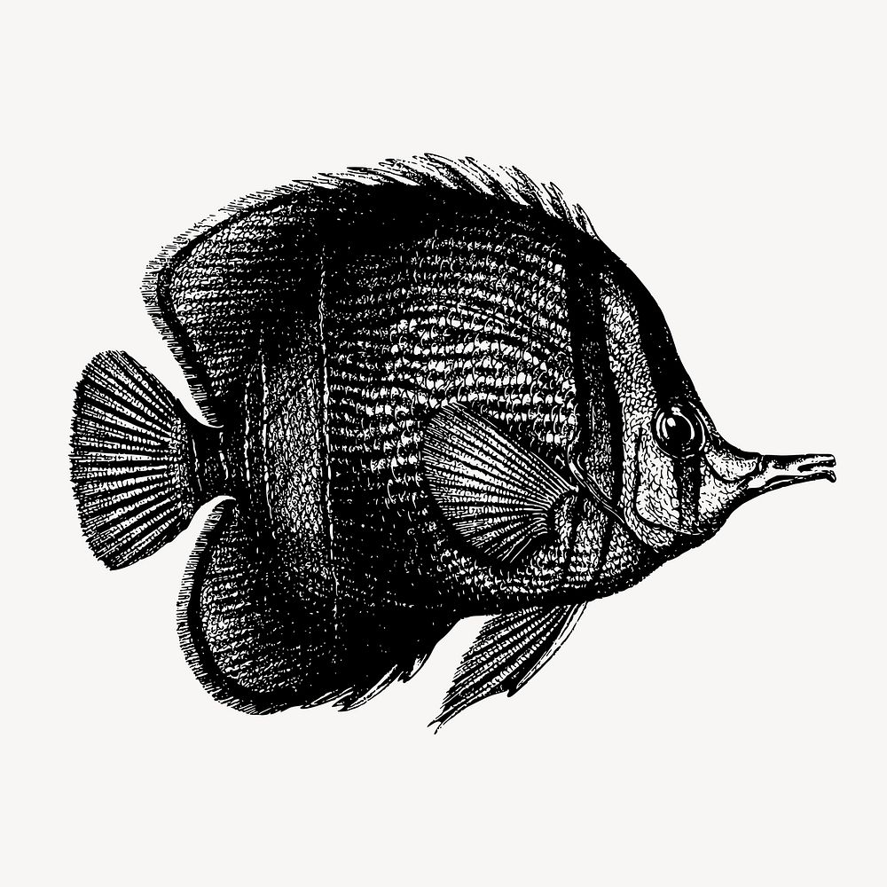 Margined coralfish clipart, vintage sea animal illustration vector. Free public domain CC0 image.