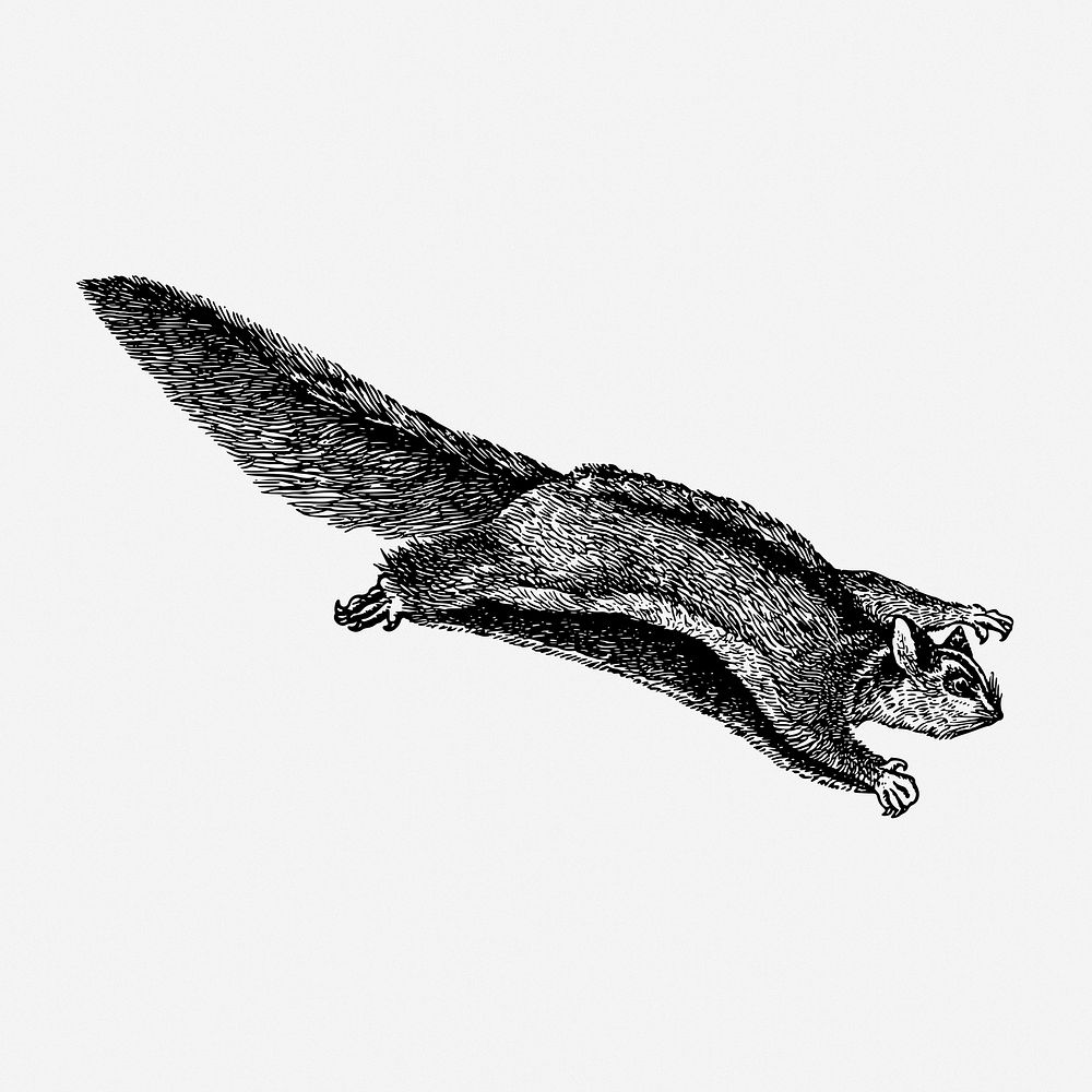 Sugar glider drawing, vintage animal illustration. Free public domain CC0 image.