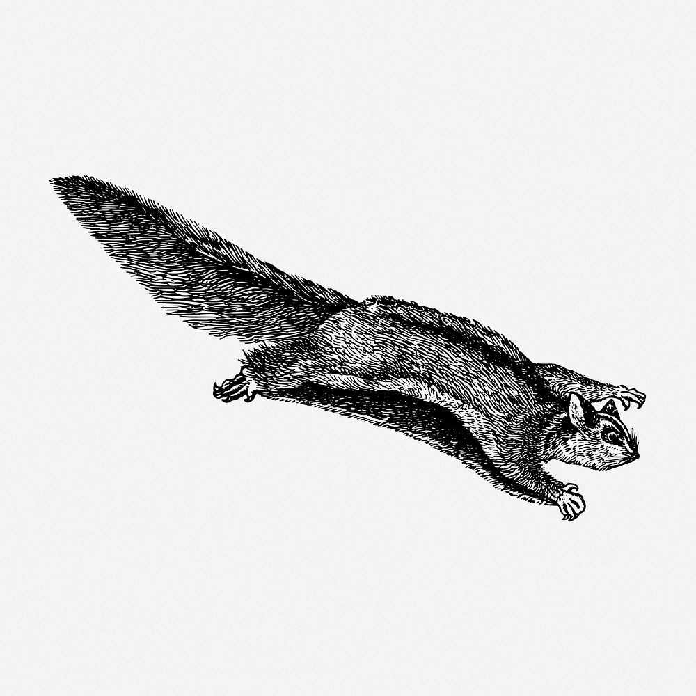 Sugar glider drawing, animal vintage illustration psd. Free public domain CC0 image.