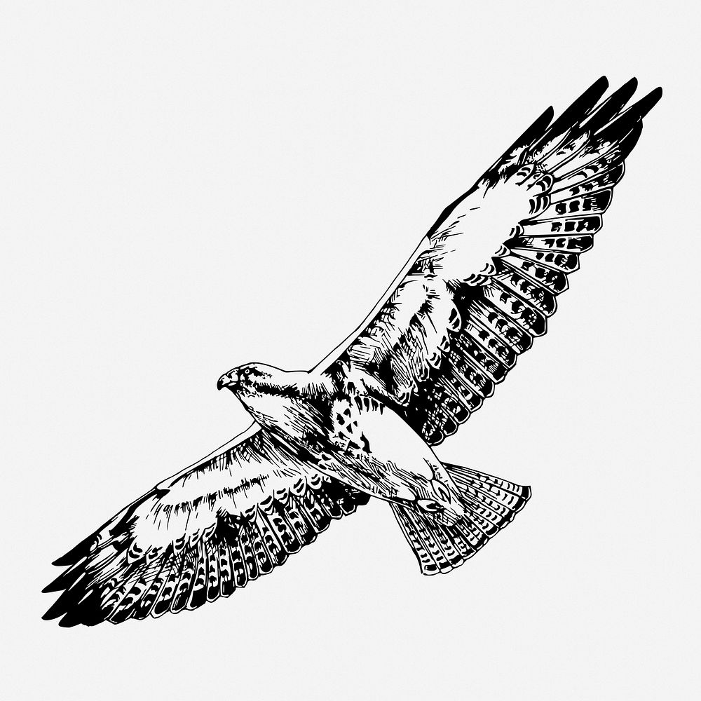 Flying hawk drawing, vintage animal illustration. Free public domain CC0 image.
