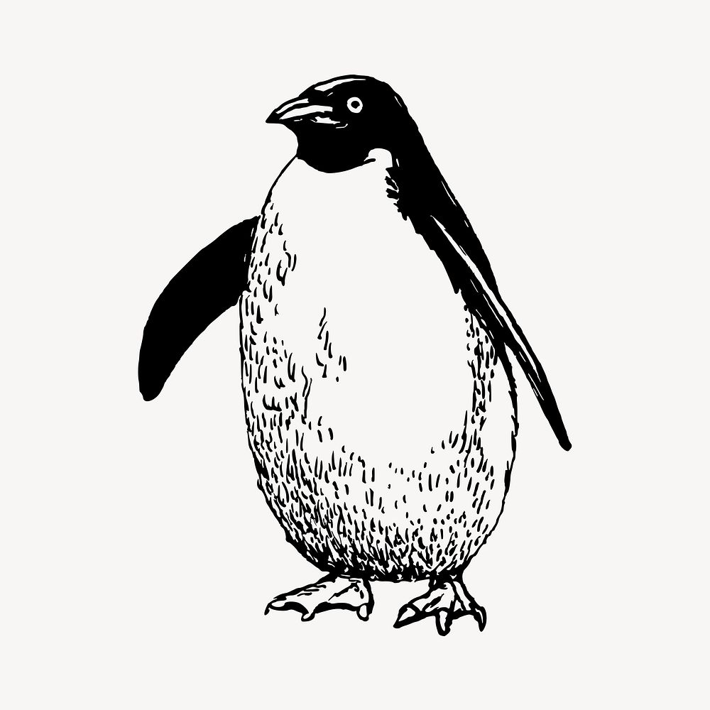 Penguin clipart, vintage wildlife illustration vector. Free public domain CC0 image.