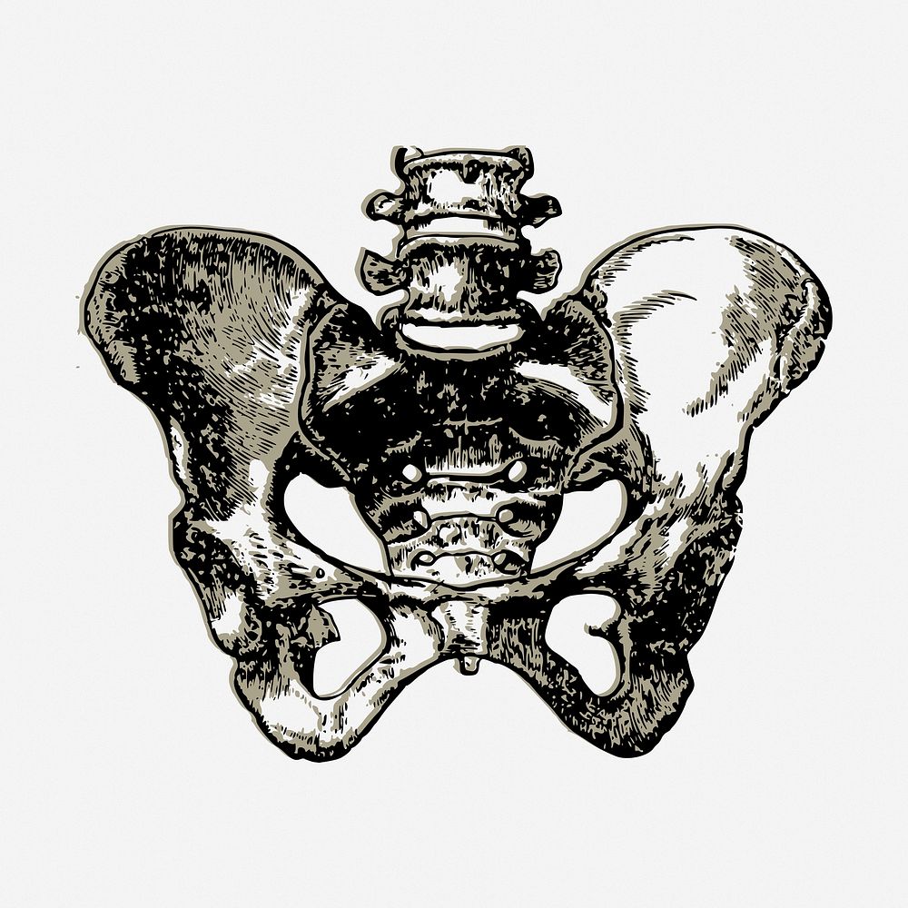 Human pelvic bone drawing, vintage medical illustration. Free public domain CC0 image.