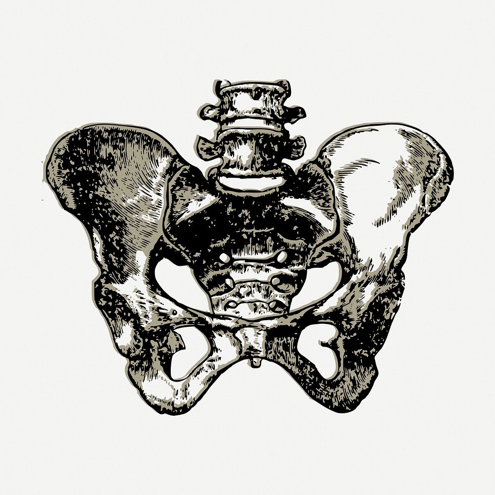 Human pelvic bone drawing, medical vintage illustration psd. Free public domain CC0 image.