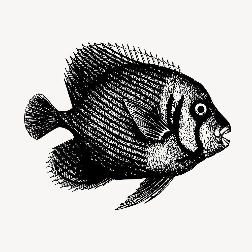 Fish clipart, vintage sea life illustration vector. Free public domain CC0 image.