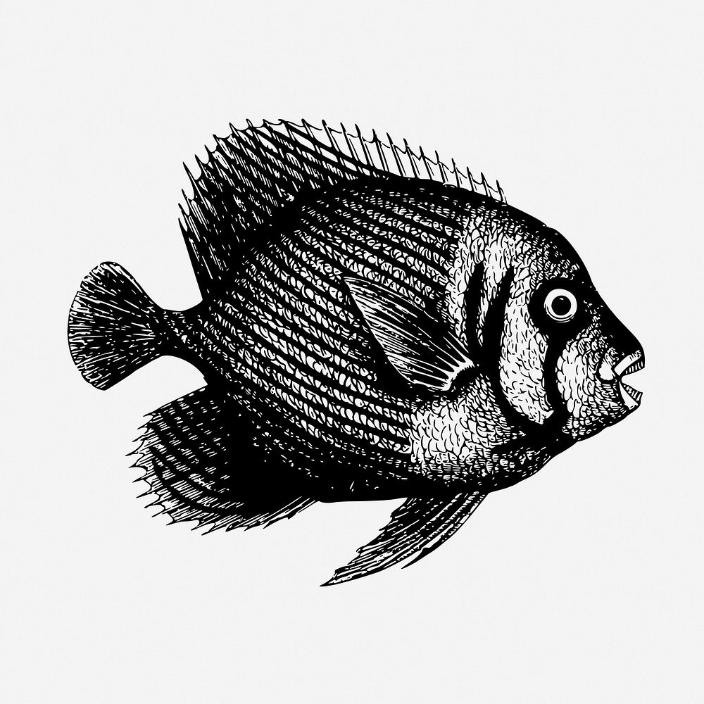 Fish drawing, vintage sea animal illustration. Free public domain CC0 image.
