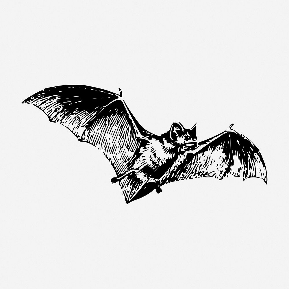 Flying bat drawing, vintage animal illustration. Free public domain CC0 image.