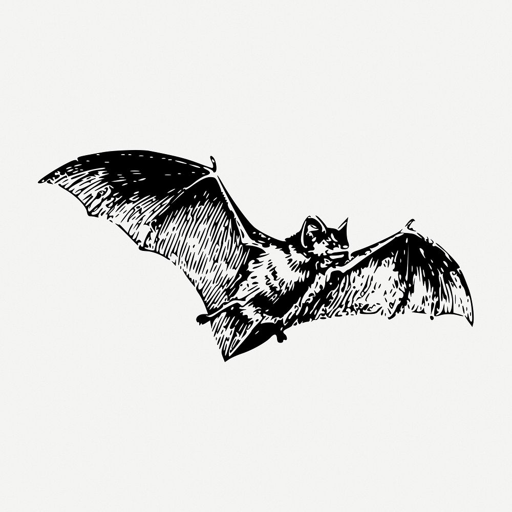 Flying bat drawing, wildlife vintage illustration psd. Free public domain CC0 image.