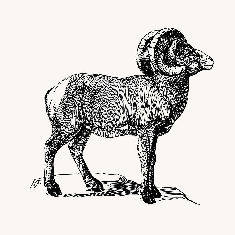 Bighorn sheep clipart, vintage animal illustration vector. Free public domain CC0 image.