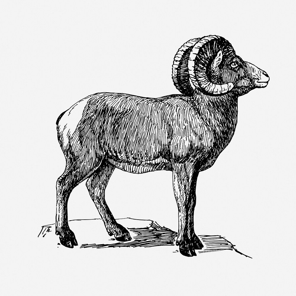 Bighorn sheep drawing, vintage animal illustration. Free public domain CC0 image.