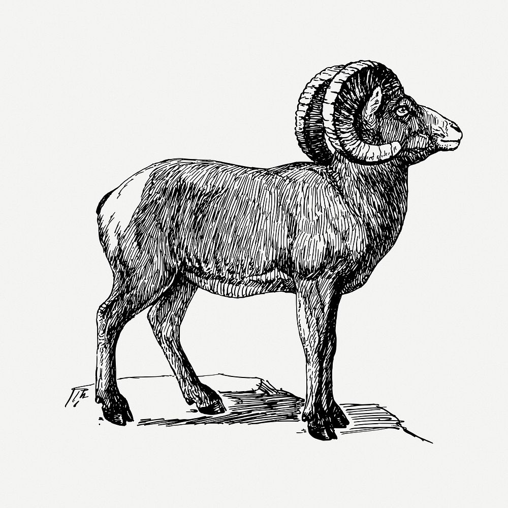 Bighorn sheep drawing, animal vintage illustration psd. Free public domain CC0 image.