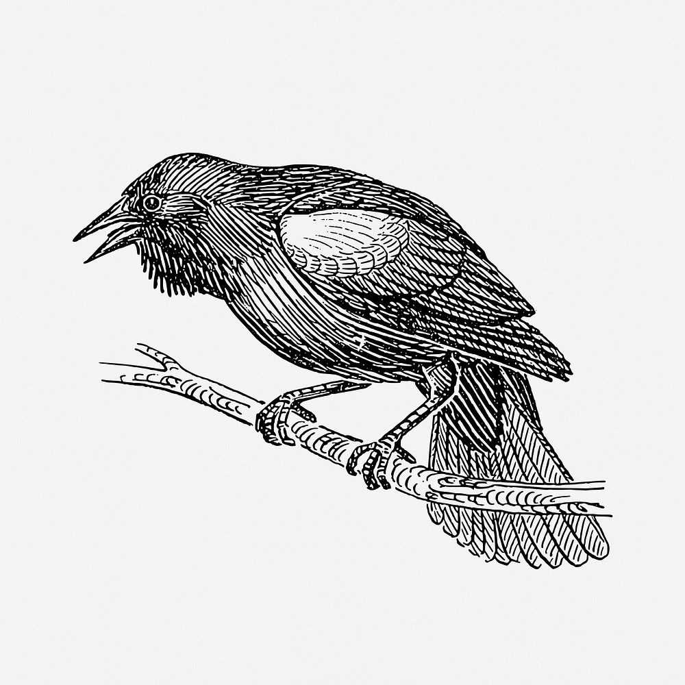 Blackbird drawing, vintage animal illustration. Free public domain CC0 image.