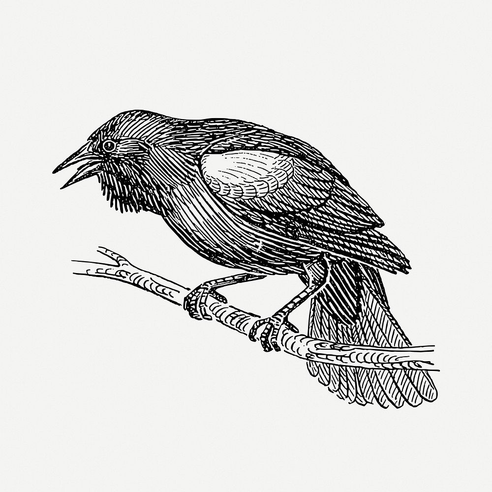 Blackbird drawing, animal vintage illustration psd. Free public domain CC0 image.