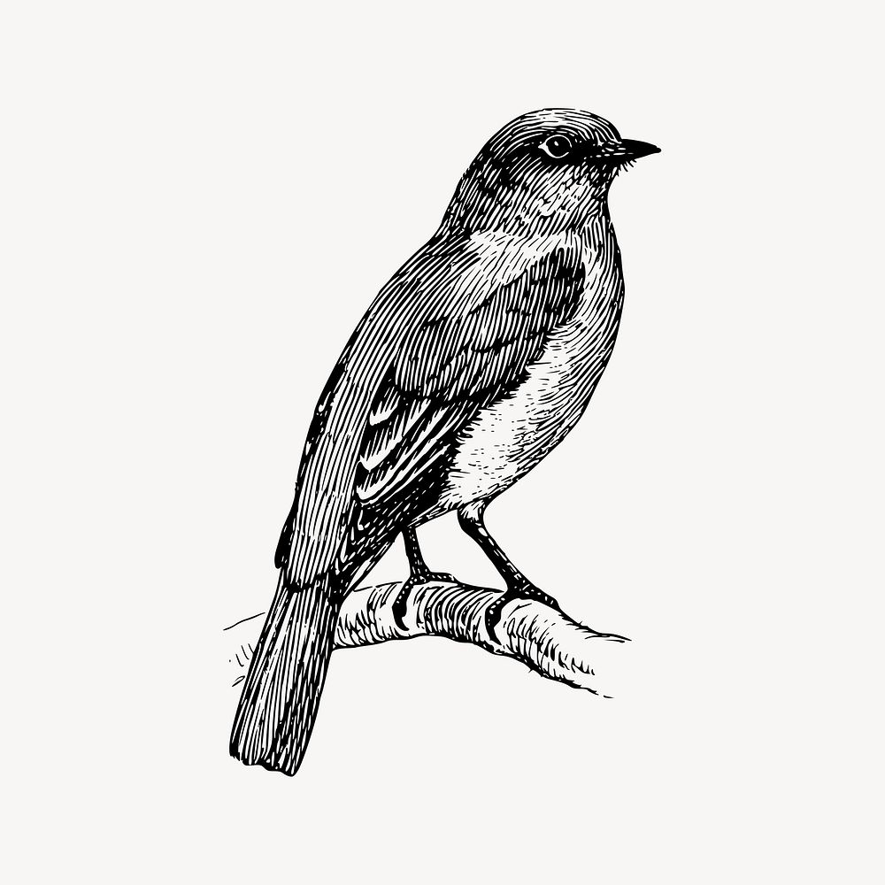 Bluebird clipart, vintage animal illustration vector. Free public domain CC0 image.