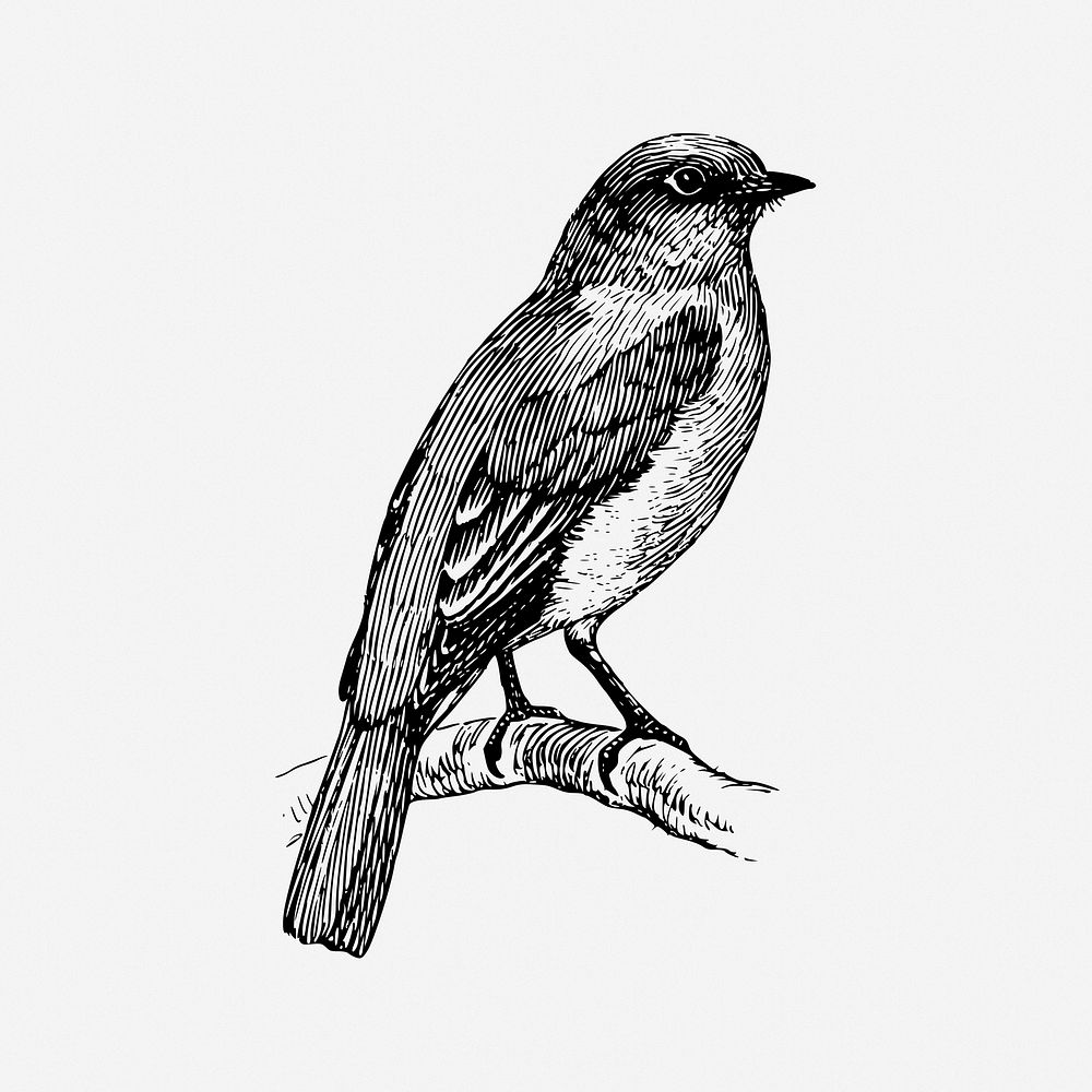 Bluebird drawing, vintage animal illustration. Free public domain CC0 image.
