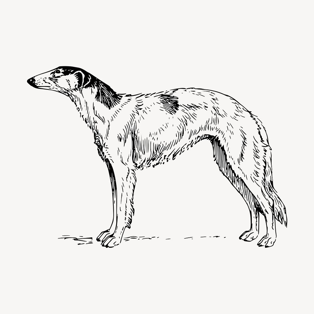 Borzoi dog clipart, vintage animal illustration vector. Free public domain CC0 image.