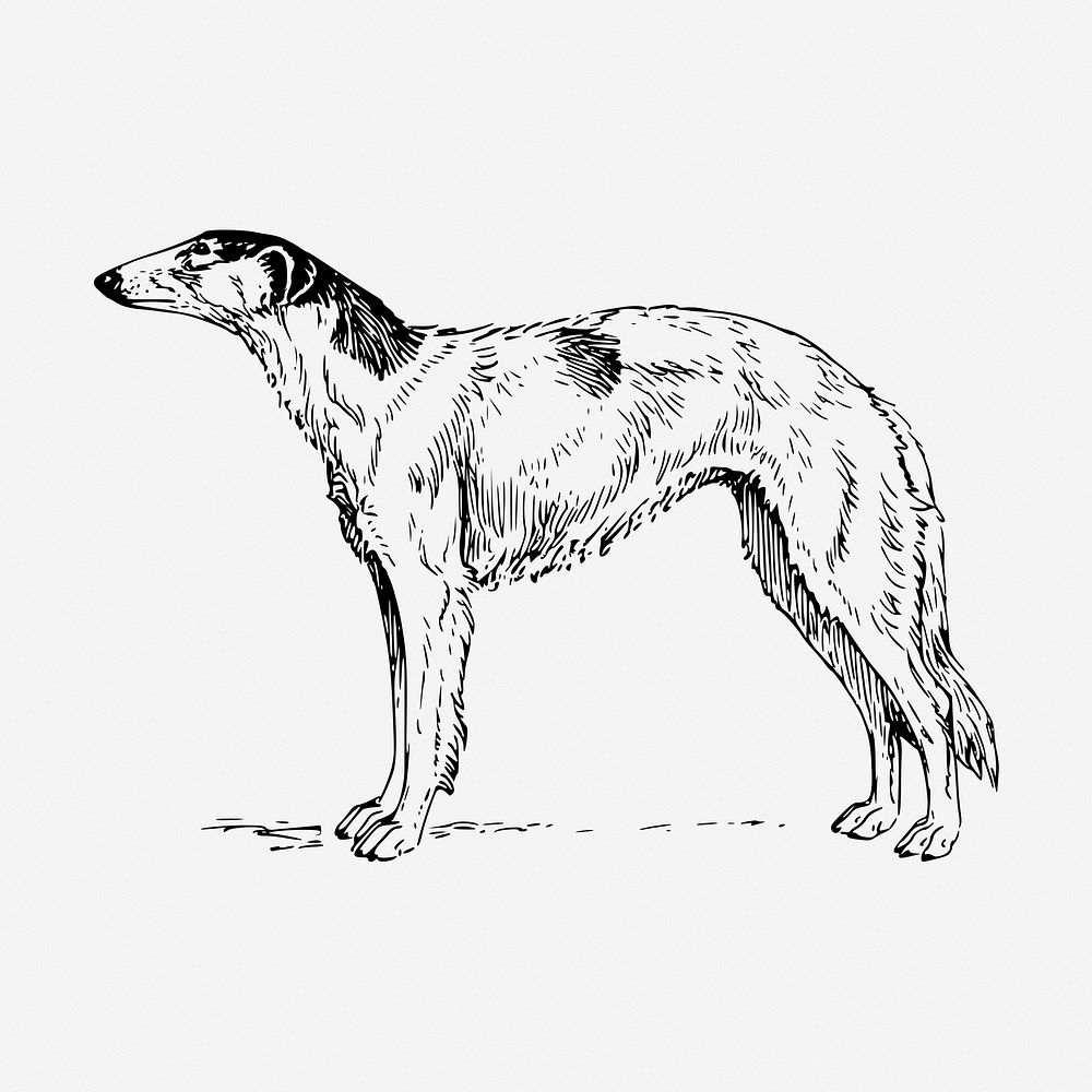 Borzoi dog drawing, vintage animal illustration. Free public domain CC0 image.