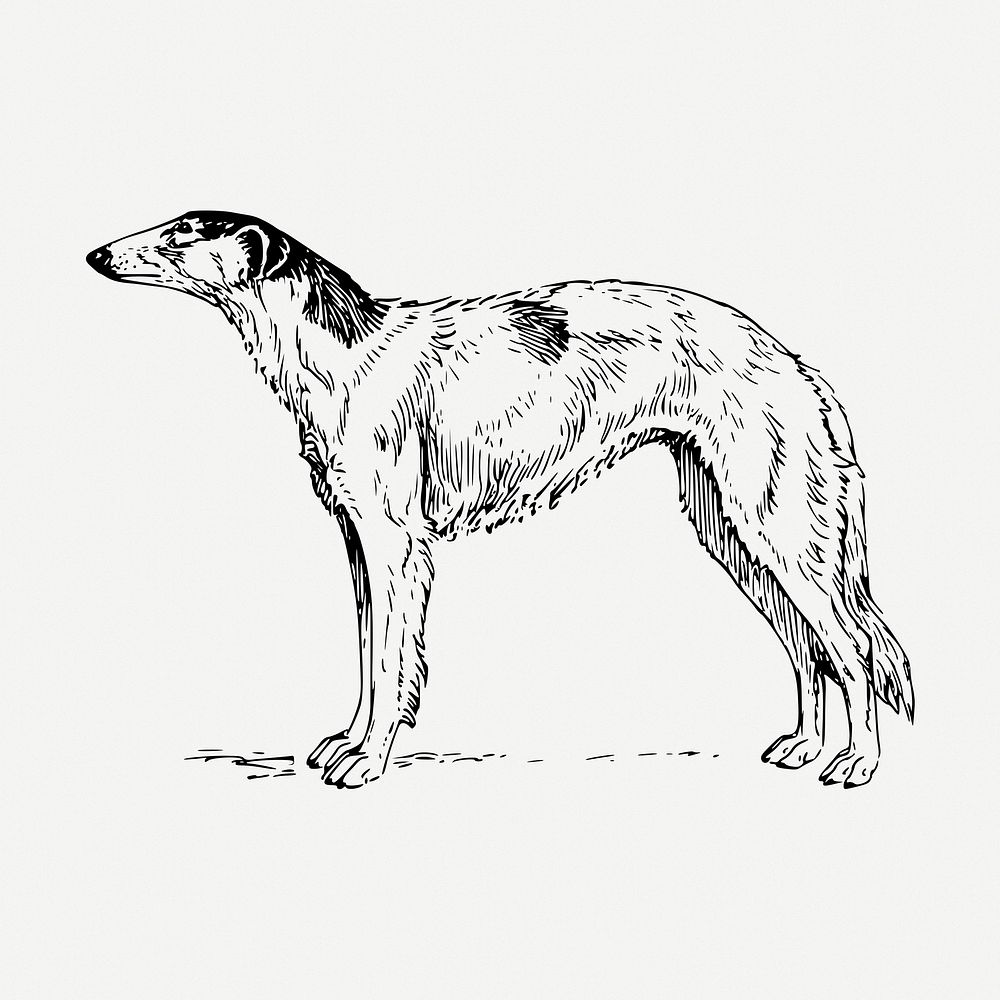 Borzoi dog drawing, animal vintage illustration psd. Free public domain CC0 image.