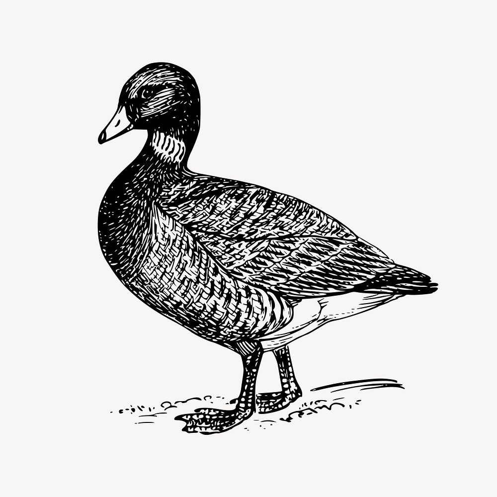 Brant, goose clipart, vintage bird illustration vector. Free public domain CC0 image.