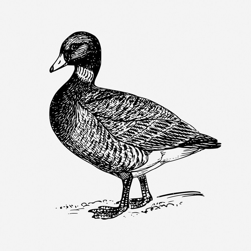 Brant, goose drawing, vintage bird illustration. Free public domain CC0 image.