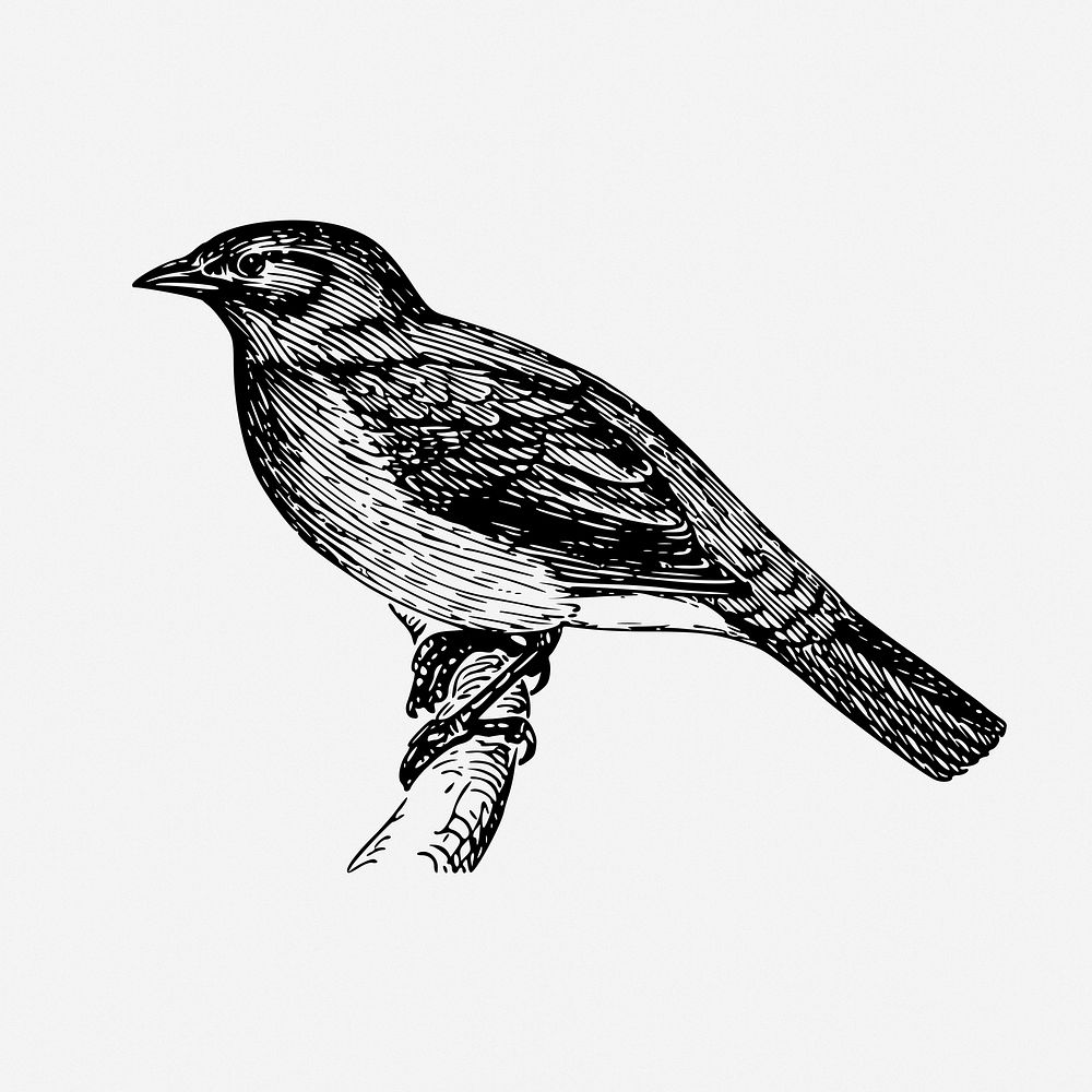 Bird drawing, vintage animal illustration. Free public domain CC0 image.