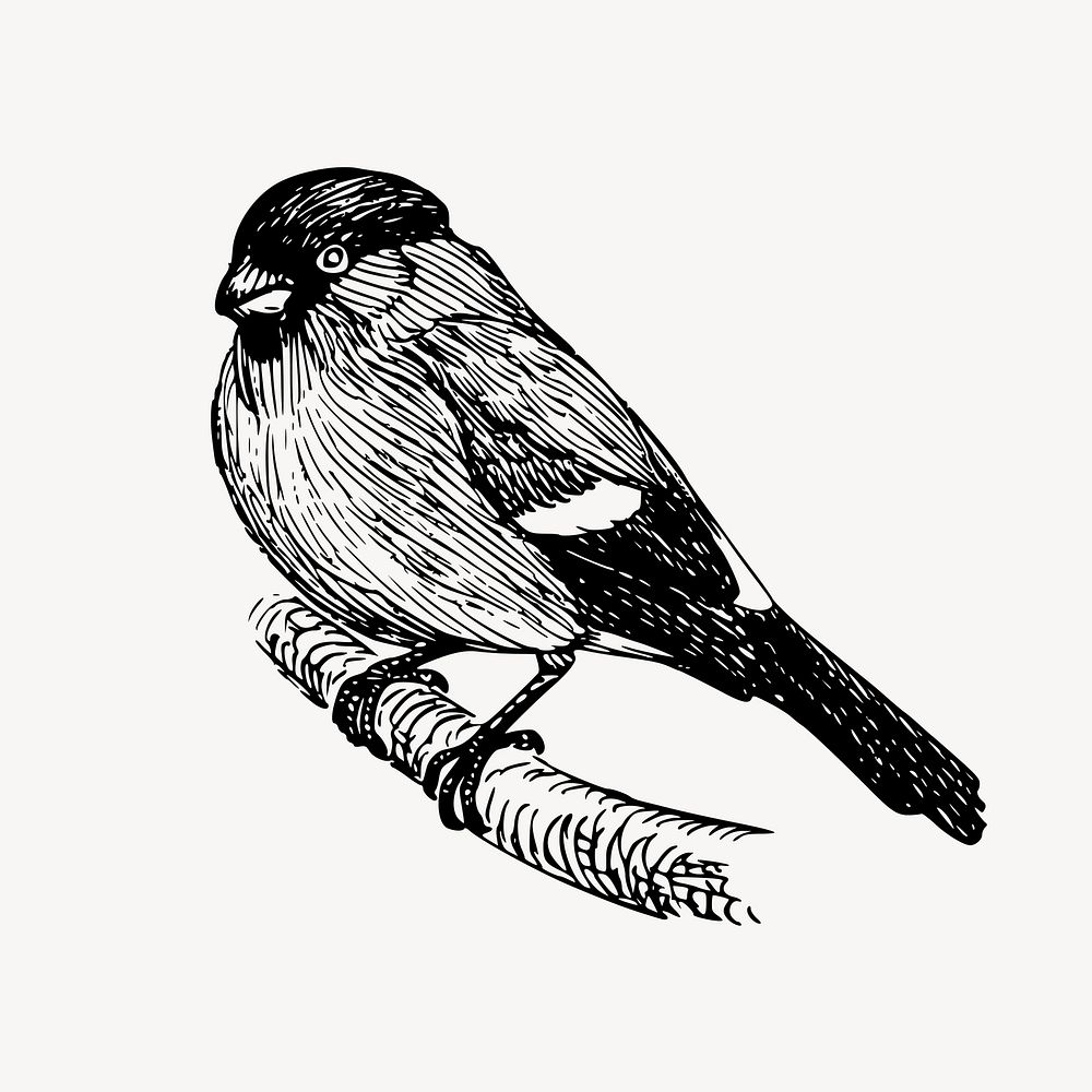 Bullfinch bird clipart, vintage animal illustration vector. Free public domain CC0 image.