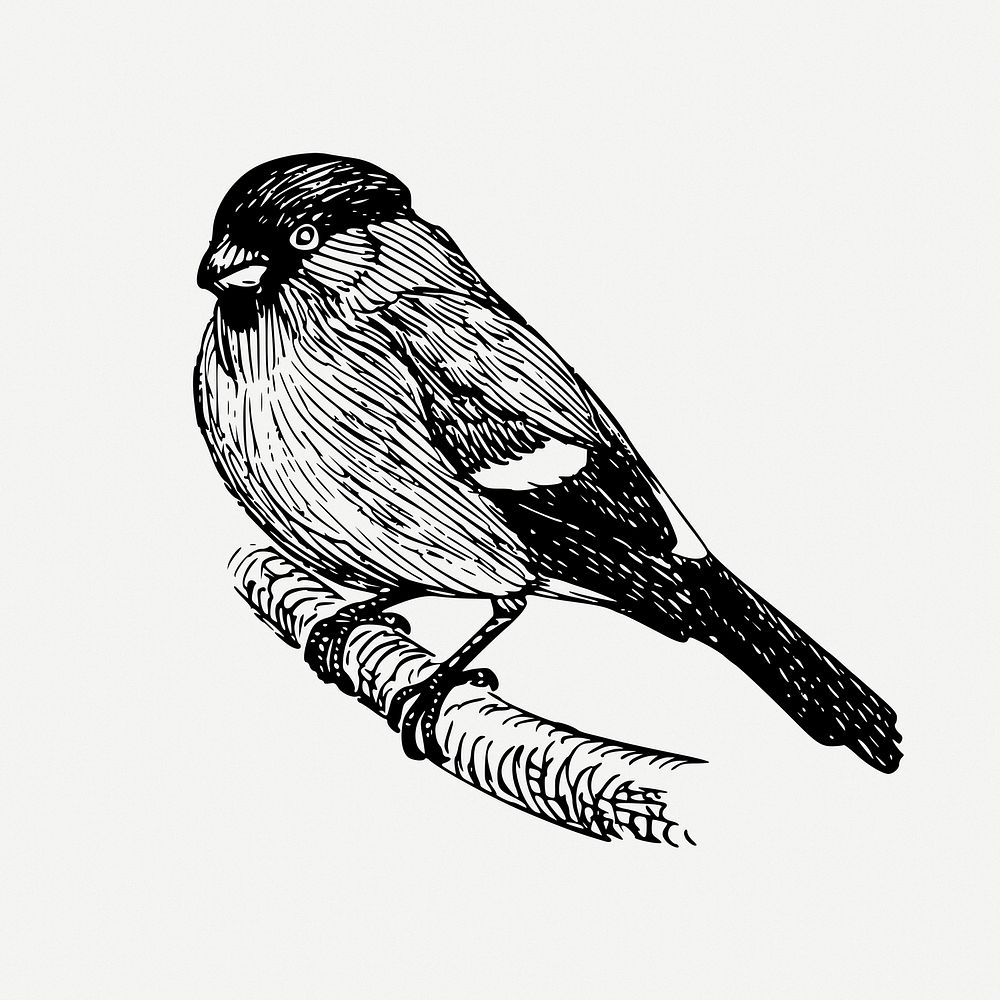 Bullfinch bird drawing, animal vintage illustration psd. Free public domain CC0 image.