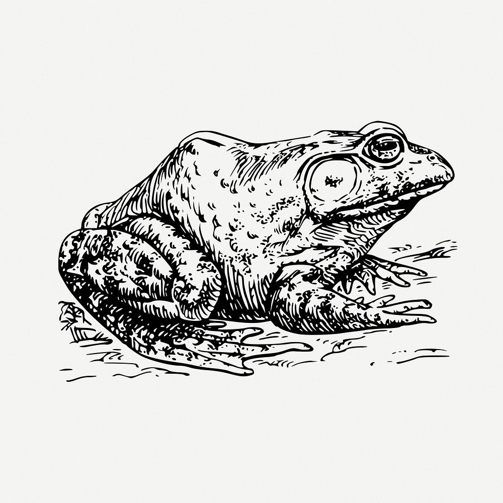Bullfrog drawing, animal vintage illustration psd. Free public domain CC0 image.