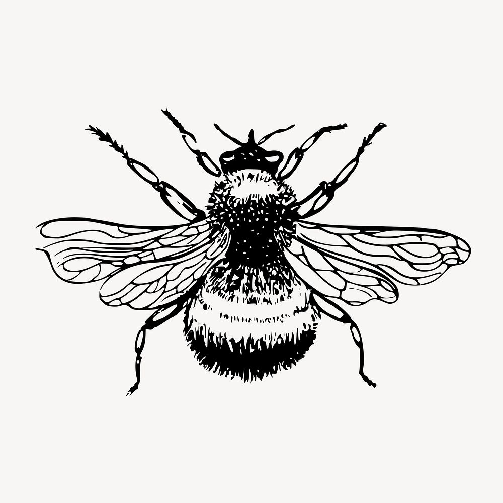 Bumblebee clipart, vintage insect illustration vector. Free public domain CC0 image.