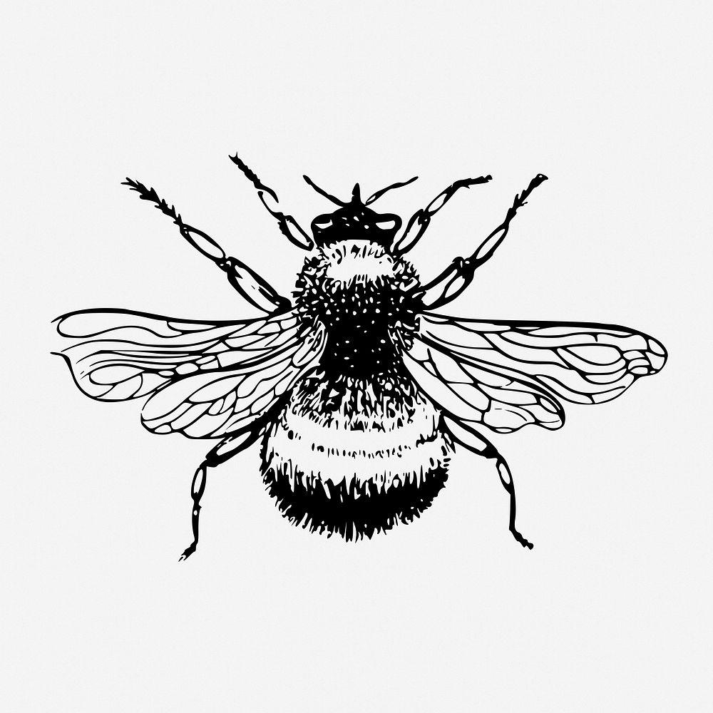 Bumblebee drawing, vintage insect illustration. Free public domain CC0 image.