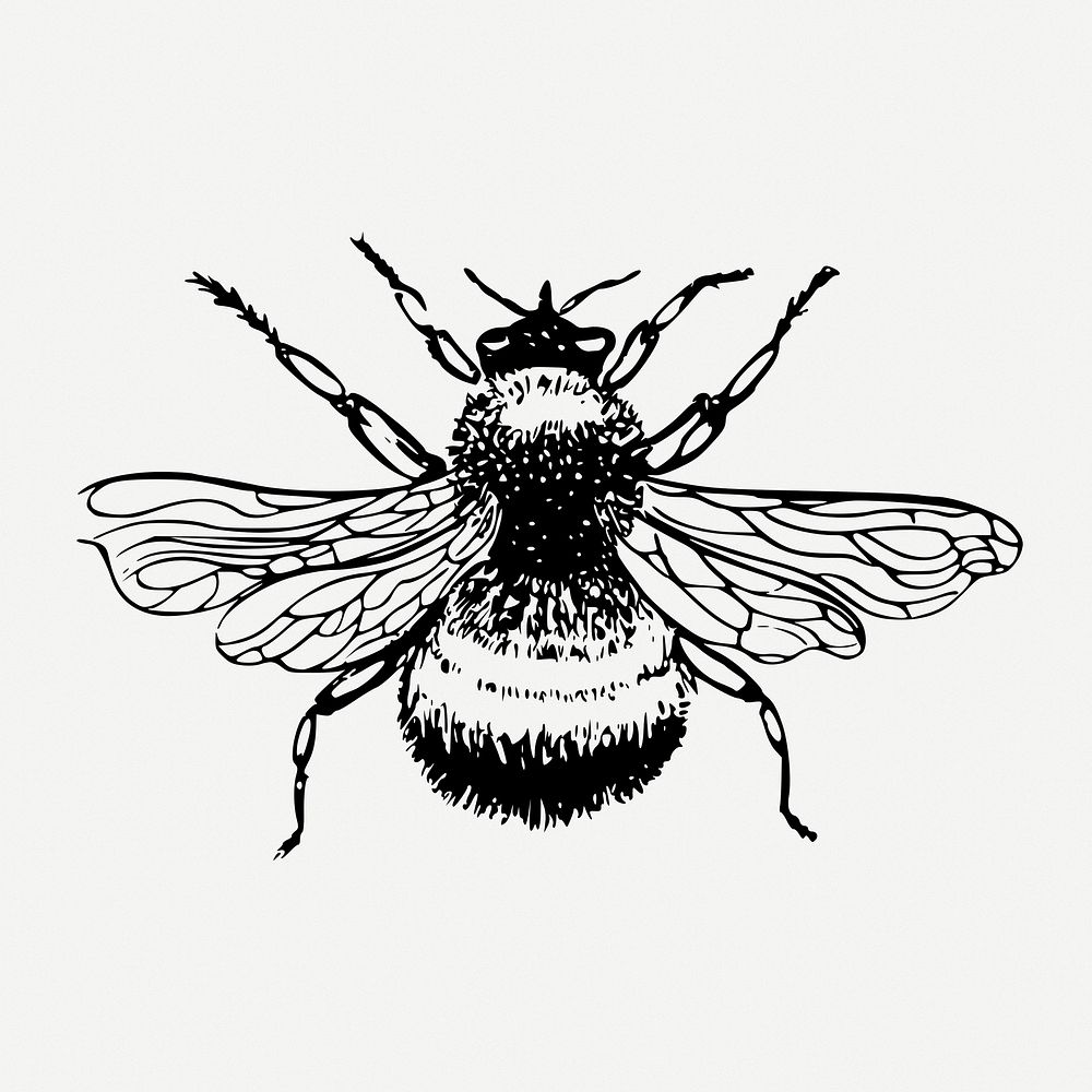 Bumblebee drawing, insect vintage illustration psd. Free public domain CC0 image.
