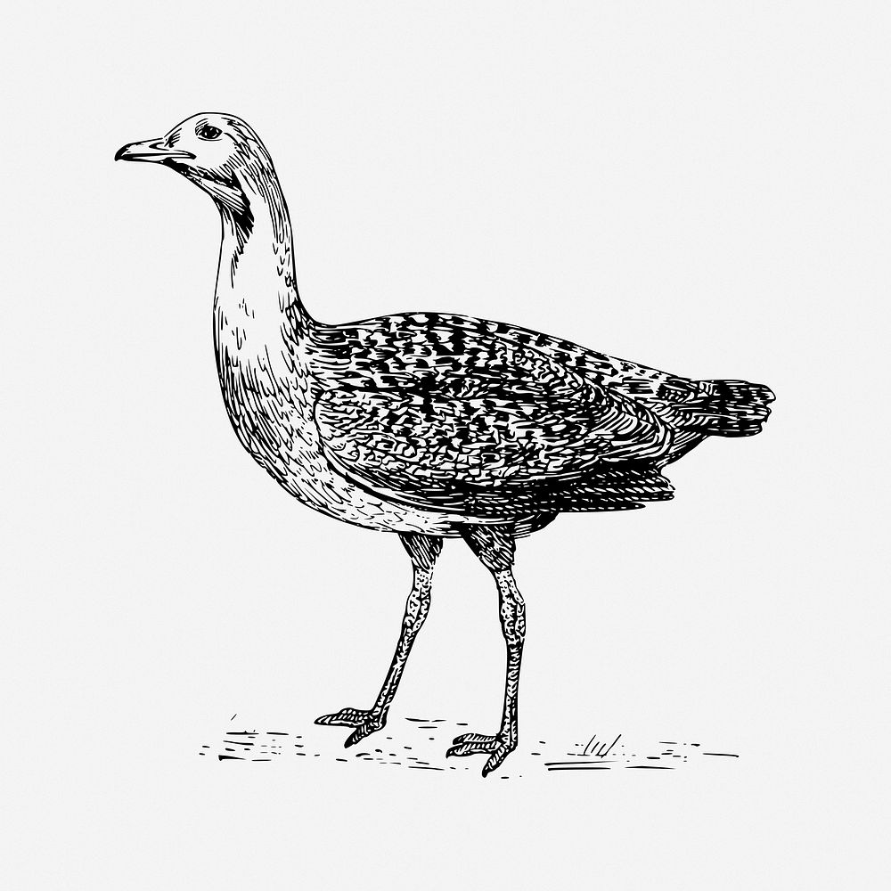 Bustard bird drawing, vintage animal illustration. Free public domain CC0 image.