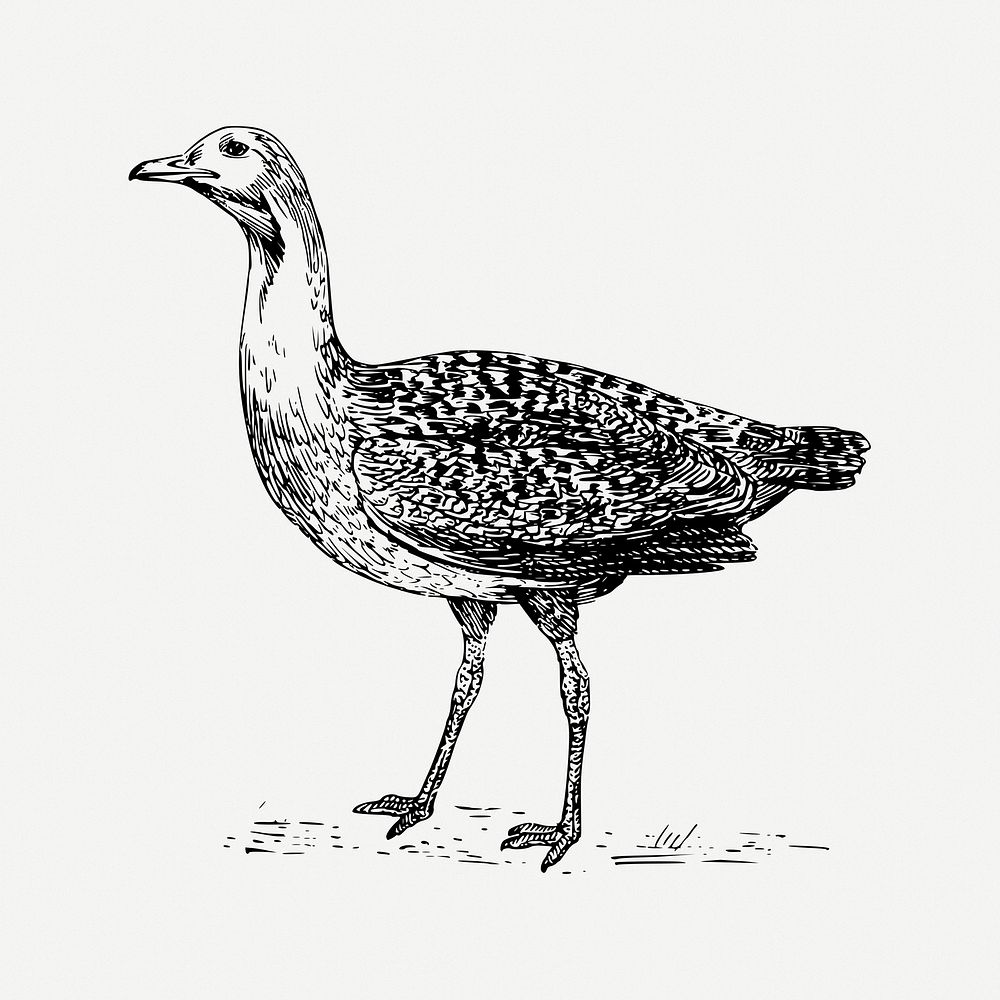 Bustard bird drawing, animal vintage illustration psd. Free public domain CC0 image.