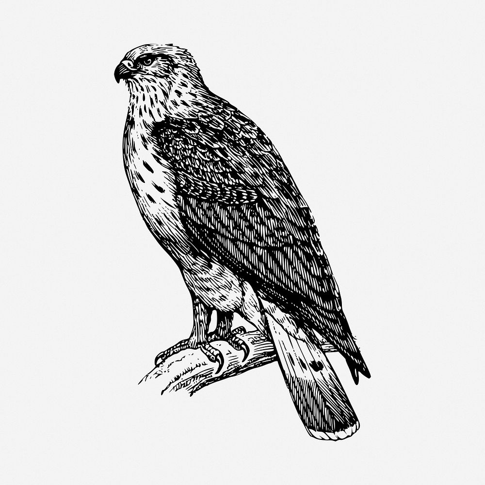 Buzzard bird drawing, vintage animal illustration. Free public domain CC0 image.