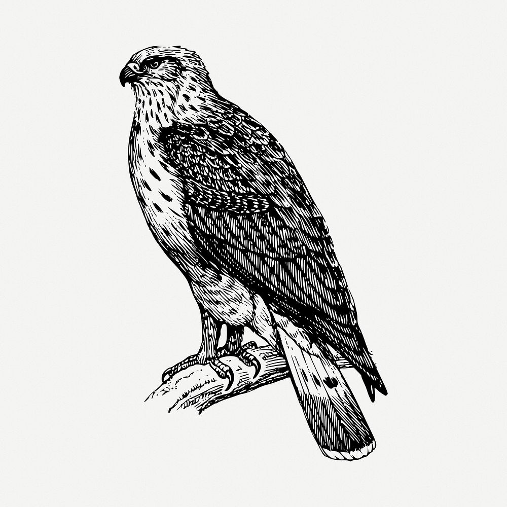 Buzzard bird drawing, animal vintage illustration psd. Free public domain CC0 image.