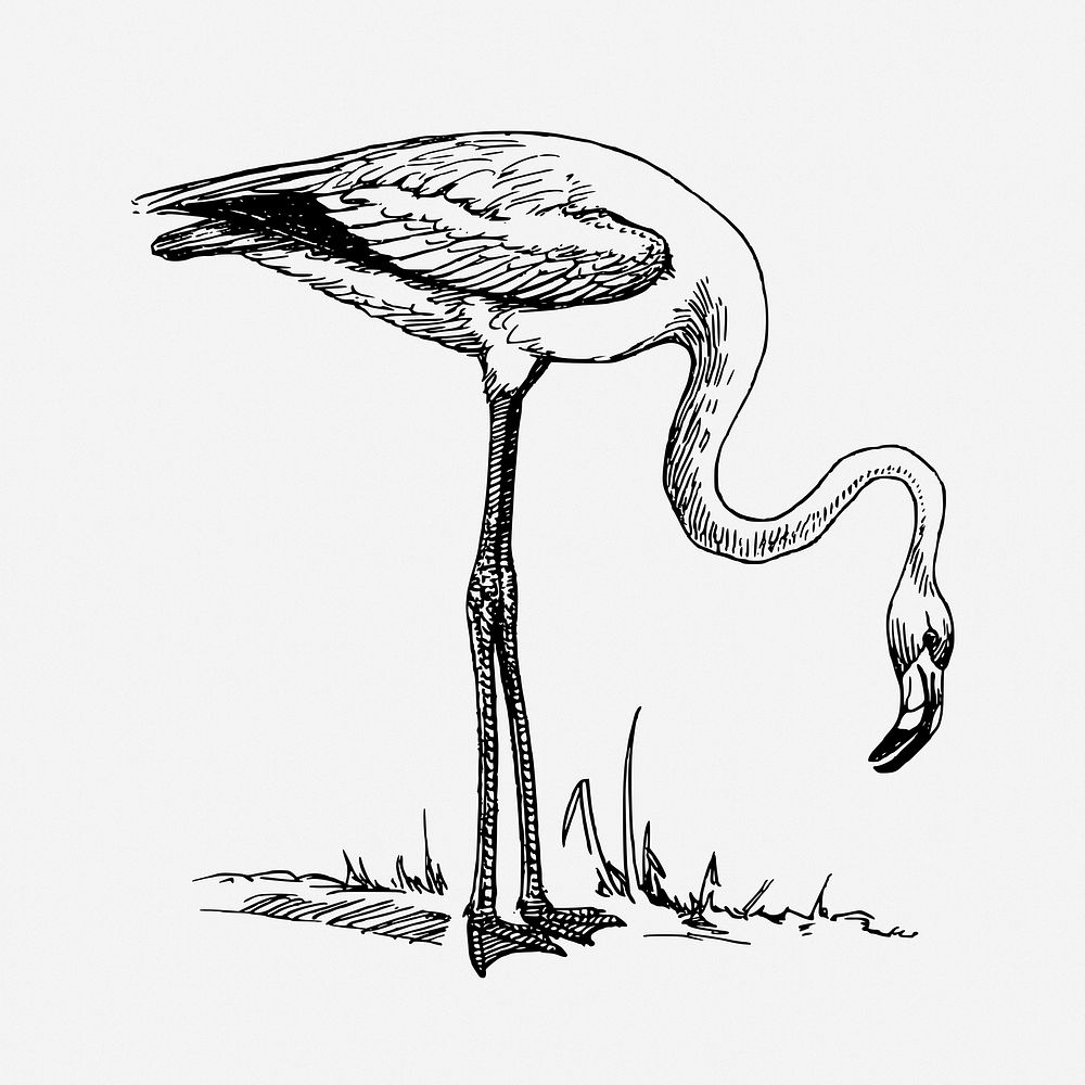 Flamingo drawing, vintage bird illustration. Free public domain CC0 image.
