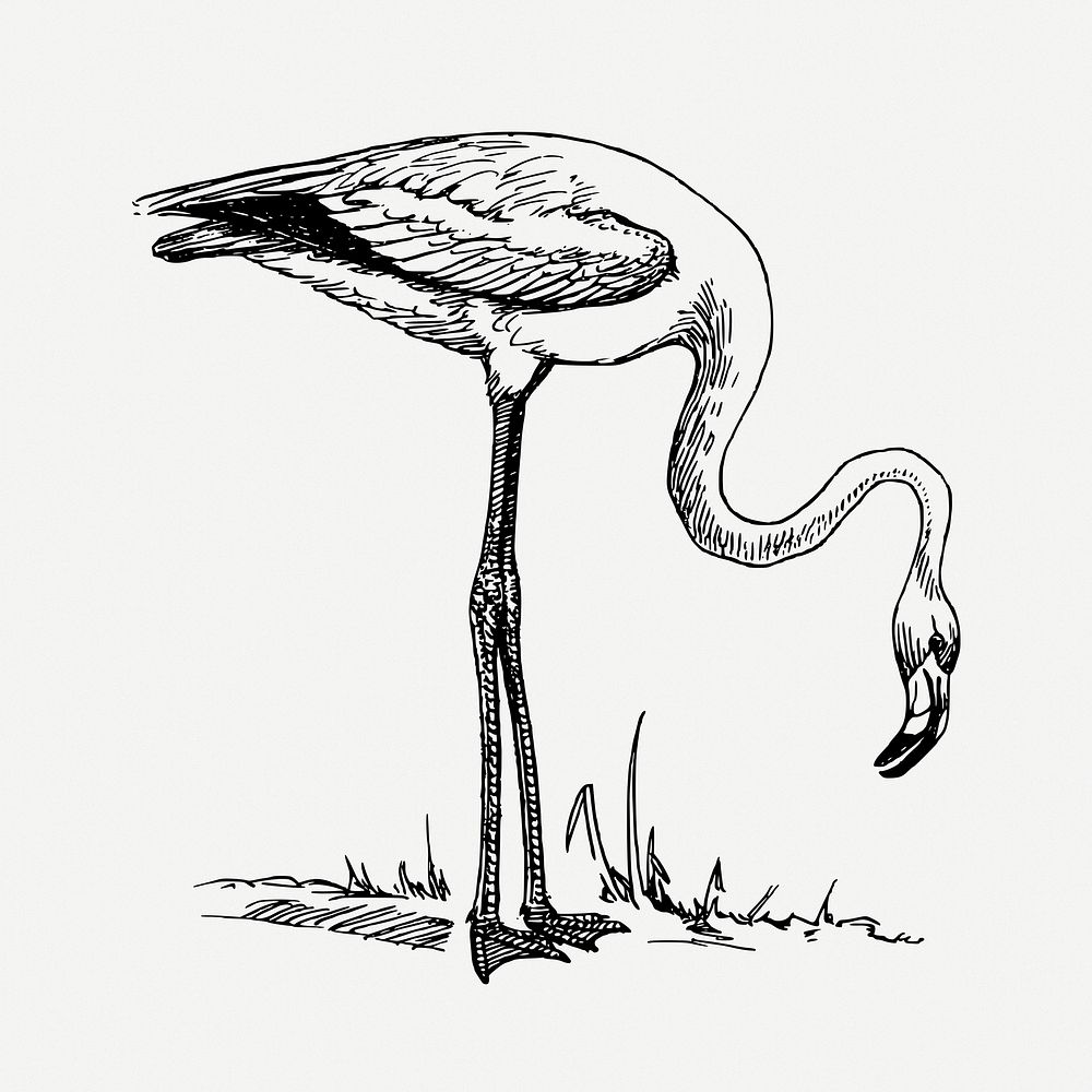 Flamingo drawing, bird vintage illustration psd. Free public domain CC0 image.